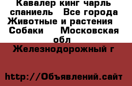 Кавалер кинг чарль спаниель - Все города Животные и растения » Собаки   . Московская обл.,Железнодорожный г.